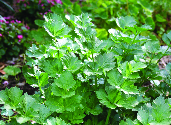 Chinese celery